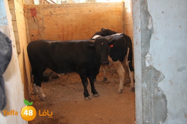 ada7y 116 n1 (35).JPG